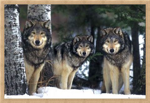 Framed Framed Three Wolves in the Snow - Canis Lupis – The Timberwolf