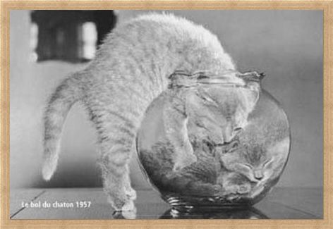 Framed Framed Bowl of Cats - Le Bol Du Chaton