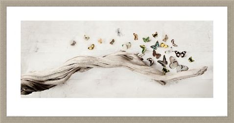 Framed Framed Drift of Butterflies - Ian Winstanley