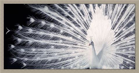 Framed Framed Courtship - Tim Flach