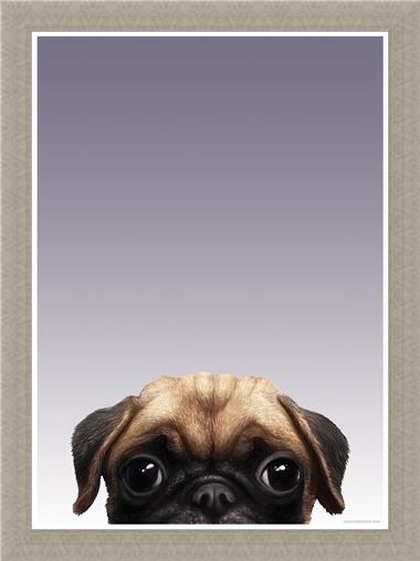 Framed Framed Pug - Inquisitive Creatures