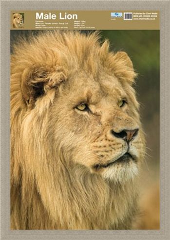 Framed Framed Animal World - Lion