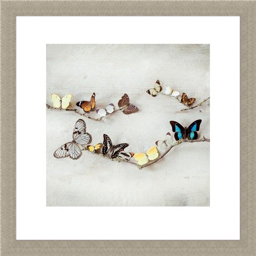 Framed Framed Array of Butterflies - Ian Winstanley