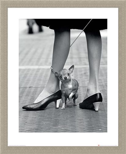 Framed Framed Chihuahua - Time Life