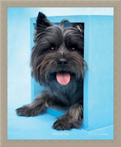 Framed Framed Maximus the Puppy - By Rachael Hale