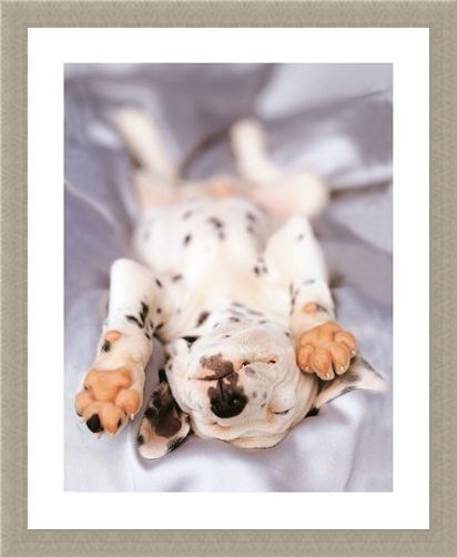 Framed Framed Monty - Rachael Hale