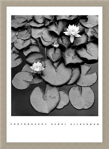 Framed Framed Waterlilies - Henri Silberman