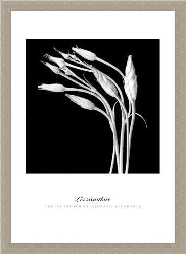 Framed Framed Lizzianthus - Richard McConnell