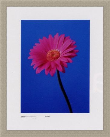 Framed Framed Gerbera Serenity - Masao Ota