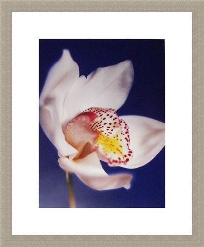 Framed Framed Orchid - Michael Banks