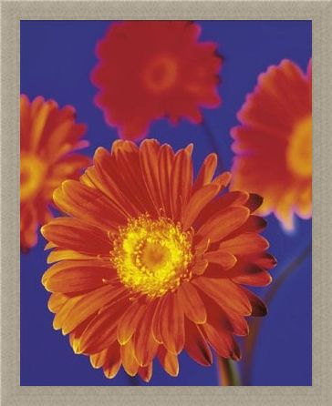 Framed Framed Red Flowers - Gerberas
