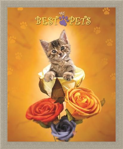 Framed Framed Cat amongst the Roses - My Best Pets