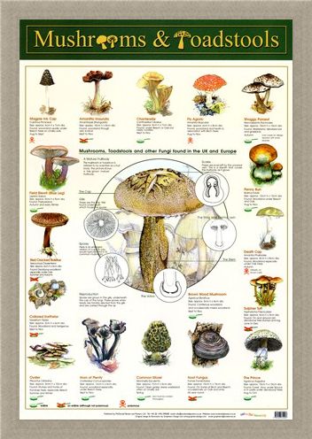 Framed Framed Mushrooms & Toadstools - Fungi