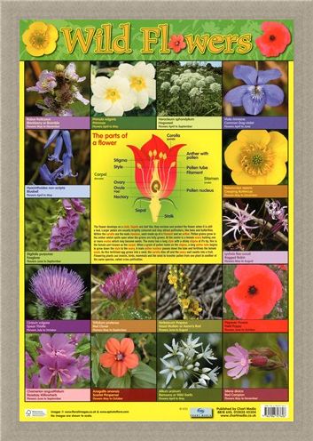 Framed Framed Wild Flowers - Parts of a Flower