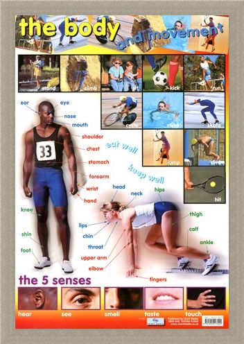 Framed Framed The Body & Movement - How We Move