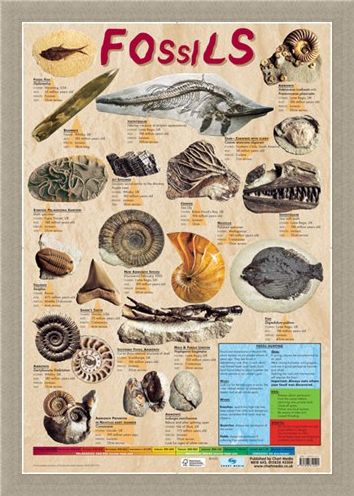 Framed Framed Fossils - Educational Chart