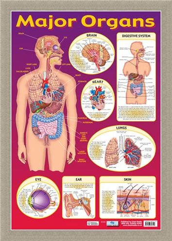 Framed Framed Find Your Way Around the Human Body! - Major Organs of The Body
