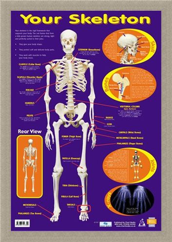 Framed Framed Your Skeleton - 206 Bones In The Body