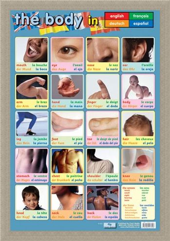 Framed Framed Body Parts - Language Guide