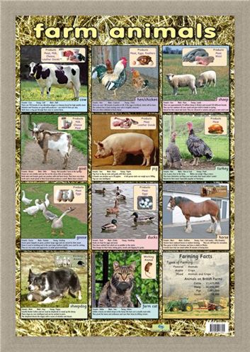Framed Framed Farm Animals - Down On The Farm