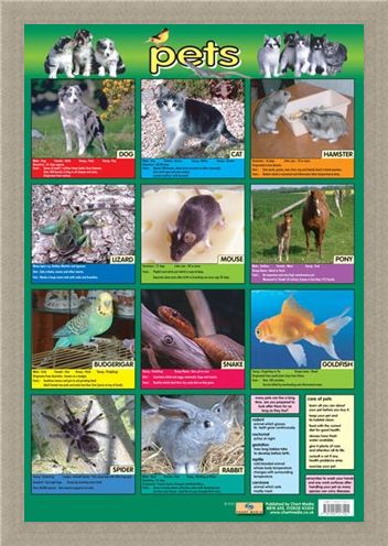 Framed Framed Pets - Not Just For Christmas!