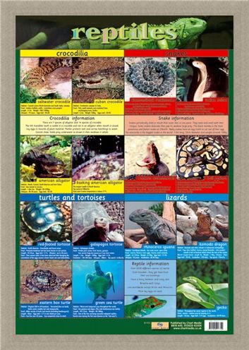 Framed Framed Reptiles - Snake, Rattle and Roll