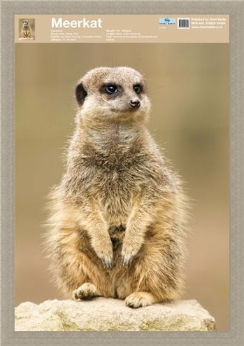 Framed Framed Animal World - The Meerkat