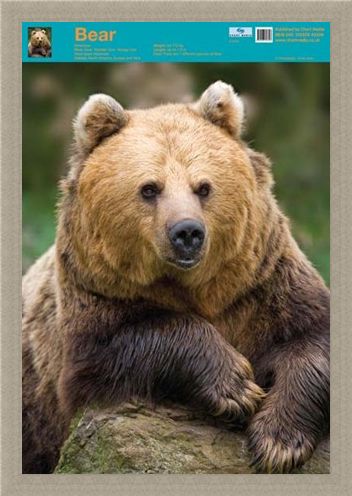 Framed Framed Nature's Big Teddy Bear - Bear