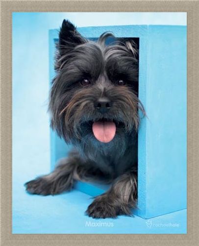 Framed Framed Maximus the Puppy - By Rachael Hale