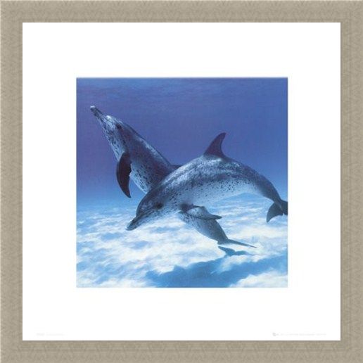Framed Framed A Pair Of Bottle Nose Dolphins - Daniel McCulloch