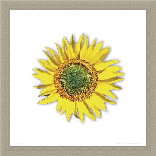 Framed Framed Sunflower - Solitary Bloom