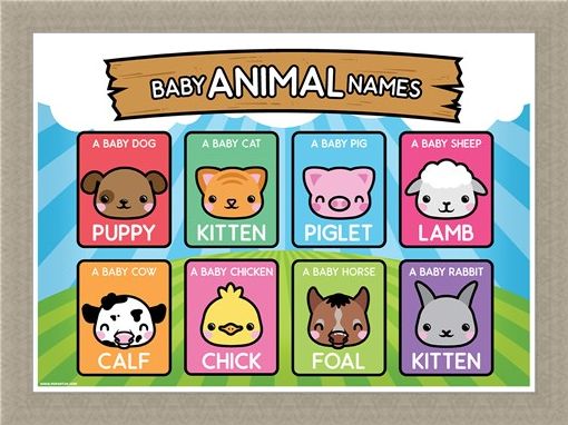 Framed Framed Baby Animal Names - Learning Is Fun