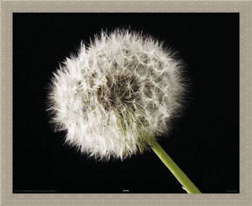 Framed Framed Dandelion - Macro Photography