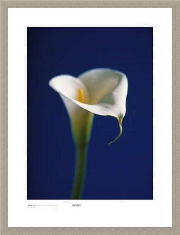 Framed Framed Arum Lily, White on Blue Background - Alex Sedgwick