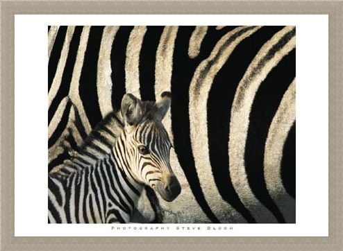 Framed Framed Zebra Stripes & Foal - Steve Bloom
