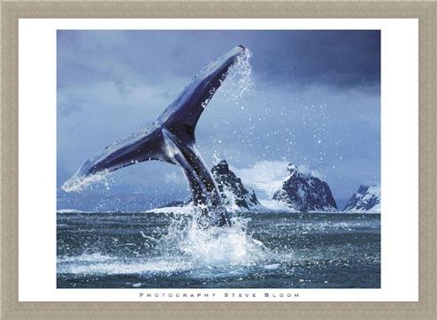 Framed Framed Antarctica - Steve Bloom