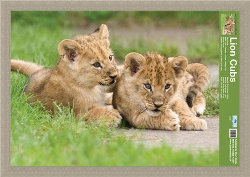 Framed Framed Lion Cubs - Fun Facts