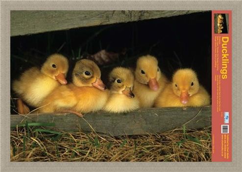 Framed Framed Fluffy Friends - All About Ducklings