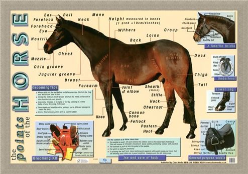 Framed Framed Points of the Horse - Equine Care
