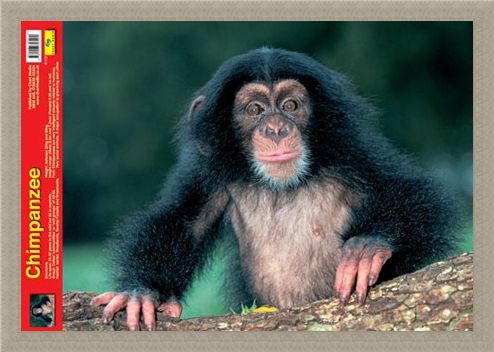Framed Framed Animal World - Chimpanzee