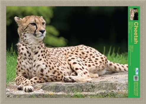 Framed Framed The Cheetah - Wild Facts