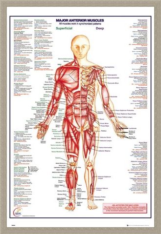 Framed Framed Major Anterior Muscles - Human Body