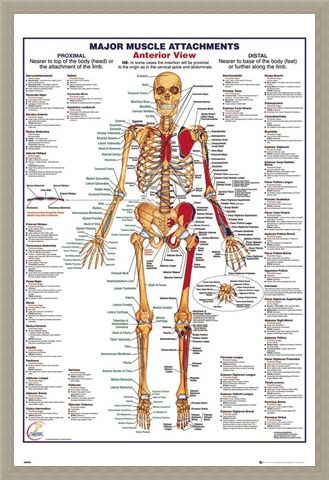Framed Framed Major Muscle Attachments Anterior - Human Body