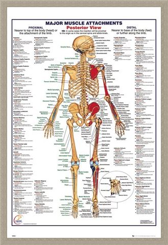 Framed Framed Major Muscle Attachments Posterior - Human Body