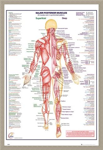 Framed Framed Major Posterior Muscles - Human Body