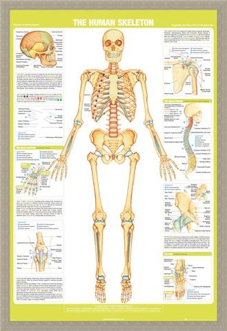 Framed Framed Skeleton - Chartex Anatomy