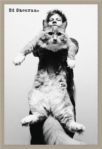 Framed Framed Fat Cat - Ed Sheeran