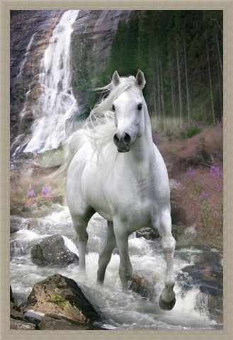 Framed Framed Horse in a Waterfall - Bob Langrish