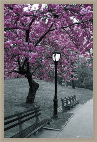 Framed Framed Blossom in Central Park - Cherry tree in blossom