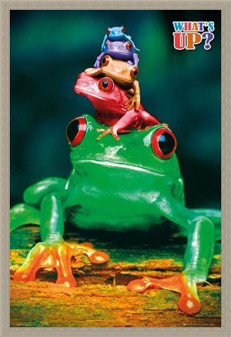 Framed Framed What's Up? - Five Frog Pyramid